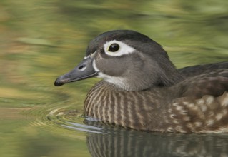 Wood Duck (Aix sponsa) female, California, USA