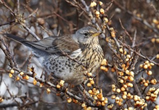 Fieldfare (Turdus pilaris), Schleswig-Holstein, Germany