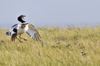 Little Bustard (Tetrax tetrax) mating, Extremadura, Spain
