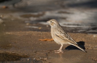 Lark-like Bunting (Emberiza impetuani), Namibia