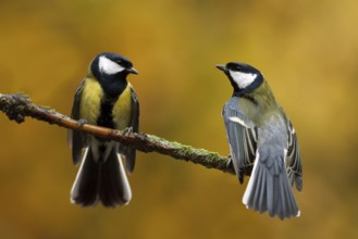 Great Tit (Parus major), Utrecht, Netherlands