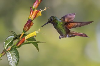 Brazilian Ruby (Clytolaema rubricauda) flying and feeding at a flower in the Atlantic rainforest of