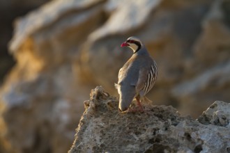 Chukar Partridge (Alectoris chukar), Cyprus