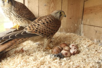 Common Kestrel (Falco tinnunculus) pair at eggs, Lower Saxony, Germany