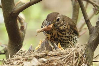 Song Thrush (Turdus philomelos) chick, Lower Saxony, Germany