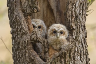 Tawny Owl (Strix aluco) two chicks looking out from breeding hole, Saxony, Germany