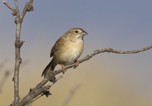 Botteri's Sparrow (Peucaea botterii), Arizona, USA