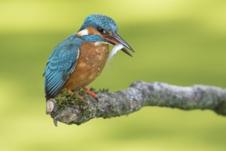 Common Kingfisher (Alcedo atthis) male perched on a branch with a fish in its beak, Lower Saxony,