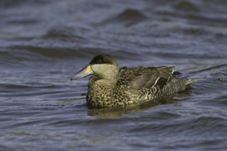 Silver Teal (Spatula versicolor), Falkland Islands