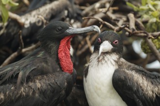 Great Frigatebird (Fregata minor), Hawaii, USA