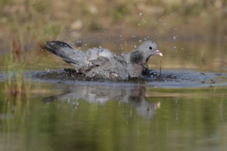 Stock Dove (Columba oenas) bathing, Brandenburg, Germany