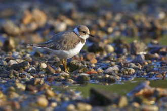 Little Ringed Plover (Charadrius dubius) juvenile, Saxony-Anhalt, Germany