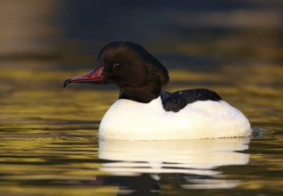 Common Merganser (Mergus merganser) male, Mecklenburg-Western Pomerania, Germany