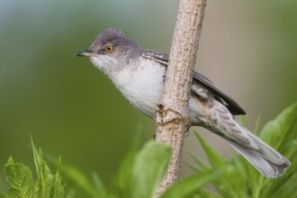 Barred Warbler (Sylvia nisoria), Hungary
