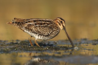 Wilson's Snipe (Gallinago delicata), Ohio, USA