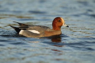 Eurasian Wigeon (Mareca penelope) male, Arizona, USA