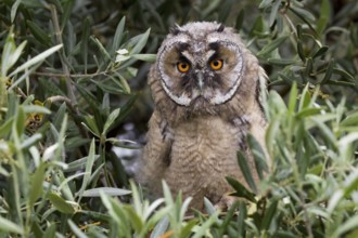 Long-eared Owl (Asio otus), Castile-La Mancha, Spain