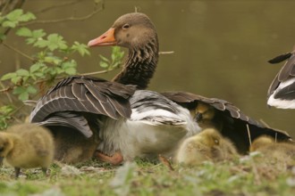 Greylag Goose (Anser anser) with chicks, Saxony, Germany