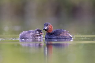 Little Grebe (Tachybaptus ruficollis) adult with chick, North Rhine-Westphalia, Germany