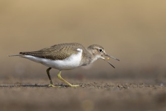 Common Sandpiper (Actitis hypoleucos) foraging, North Rhine-Westphalia, Germany