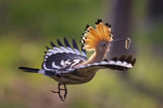 Eurasian Hoopoe (Upupa epops) flying with food in its beak, Saxony, Germany