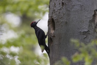 Black Woodpecker (Dryocopus martius) male at nest cavity, North Rhine-Westphalia, Germany