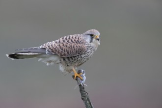 Common Kestrel (Falco tinnunculus) female perched on a branch with a captured mouse in its claws,
