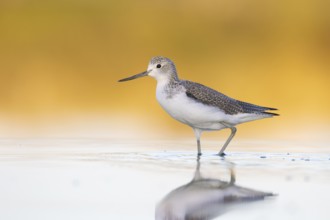 Common Greenshank (Tringa nebularia), Victoria, Australia