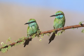 Green Bee-eater (Merops orientalis) pair, Eilat, Israel