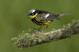 Magnolia Warbler (Setophaga magnolia), Texas, USA