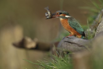 Common Kingfisher (Alcedo atthis) female with fish prey in its beak, Bavaria, Germany