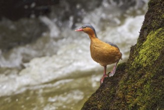 Torrent Duck (Merganetta armata) female, Ecuador