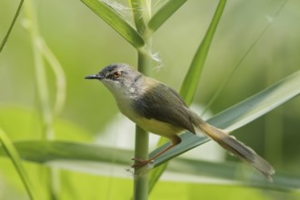 Yellow-bellied Prinia (Prinia flaviventris) male, Bueng Boraphet, Thailand