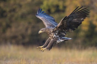 White-tailed Eagle (Haliaeetus albicilla) flying, Kutno, Poland