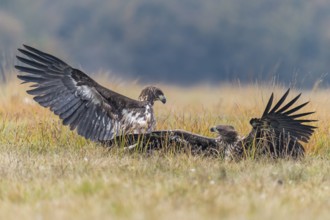 White-tailed Eagle (Haliaeetus albicilla), Kutno, Poland