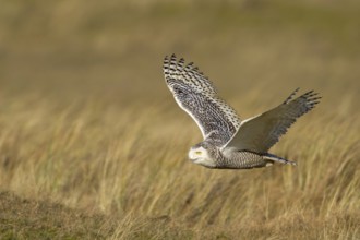 Snowy Owl (Bubo scandiacus) flying, Vlieland, Netherlands