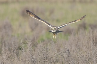 Short-eared Owl (Asio flammeus) flying, Netherlands