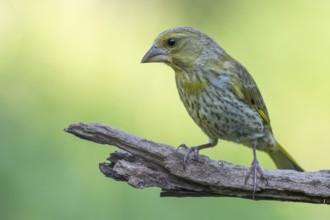 European Greenfinch (Chloris chloris) juvenile perched on a branch, Lower Saxony, Germany