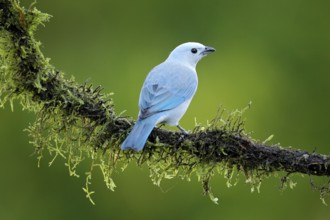 Blue-gray tanager on mossy branch in green vegetation with yellow flowers.. Light blue bird from