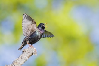 Gemeiner Star, Sturnus vulgaris Common Starling Sturnus vulgaris
