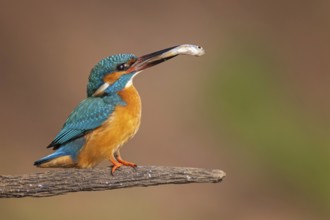 Common Kingfisher (Alcedo atthis) female with fish prey in its beak, Saxony-Anhalt, Germany