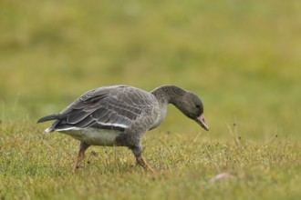 Greater White-fronted Goose (Anser albifrons) juvenile foraging, Smaland, Sweden