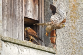 Turmfalke, lat. Falco tinnunculus, adultes Weibchen startet aus der Mauerwerksöffnung mit dem