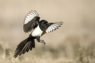 Eurasian magpie (Pica pica) flying, Castile-La Mancha, Spain