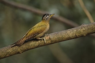 Laced Woodpecker (Picus vittatus) female, Kaeng Krachan, Thailand