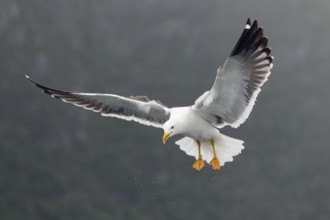 Heringsmöwe; lat. Larus fuscus; im Flug auf der Stelle schräg von vorn mit Wassertropfen;