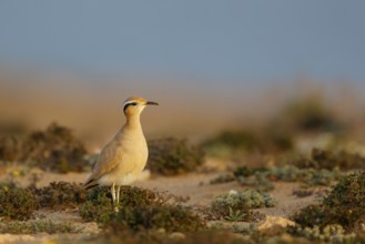 Cream-colored Courser (Cursorius cursor), Fuerteventura, Spain