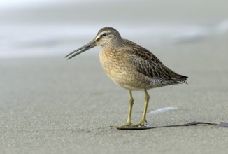 Short-billed Dowitcher (Limnodromus griseus), British Columbia, Canada