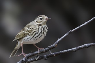 Olive-backed Pipit - Waldpieper - Anthus hodgsoni ssp. yunnanensis, Russia