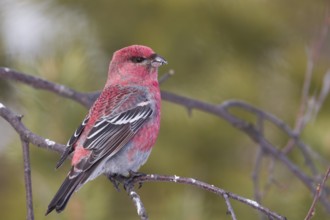 Pine Grosbeak - Hakengimpel - Pinicola enucleator, Finland, adult male